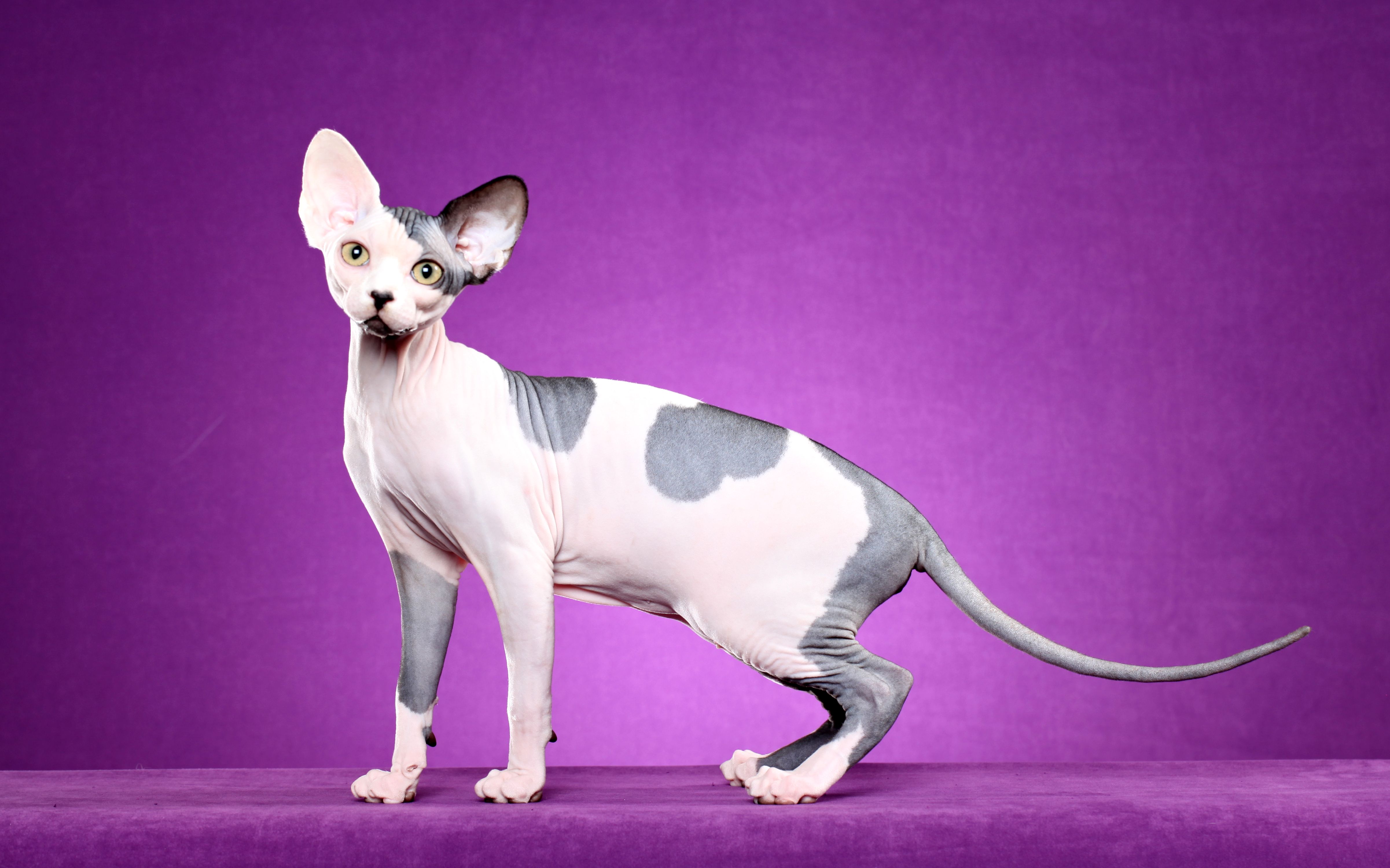 Sphynx outcross hot sale kittens